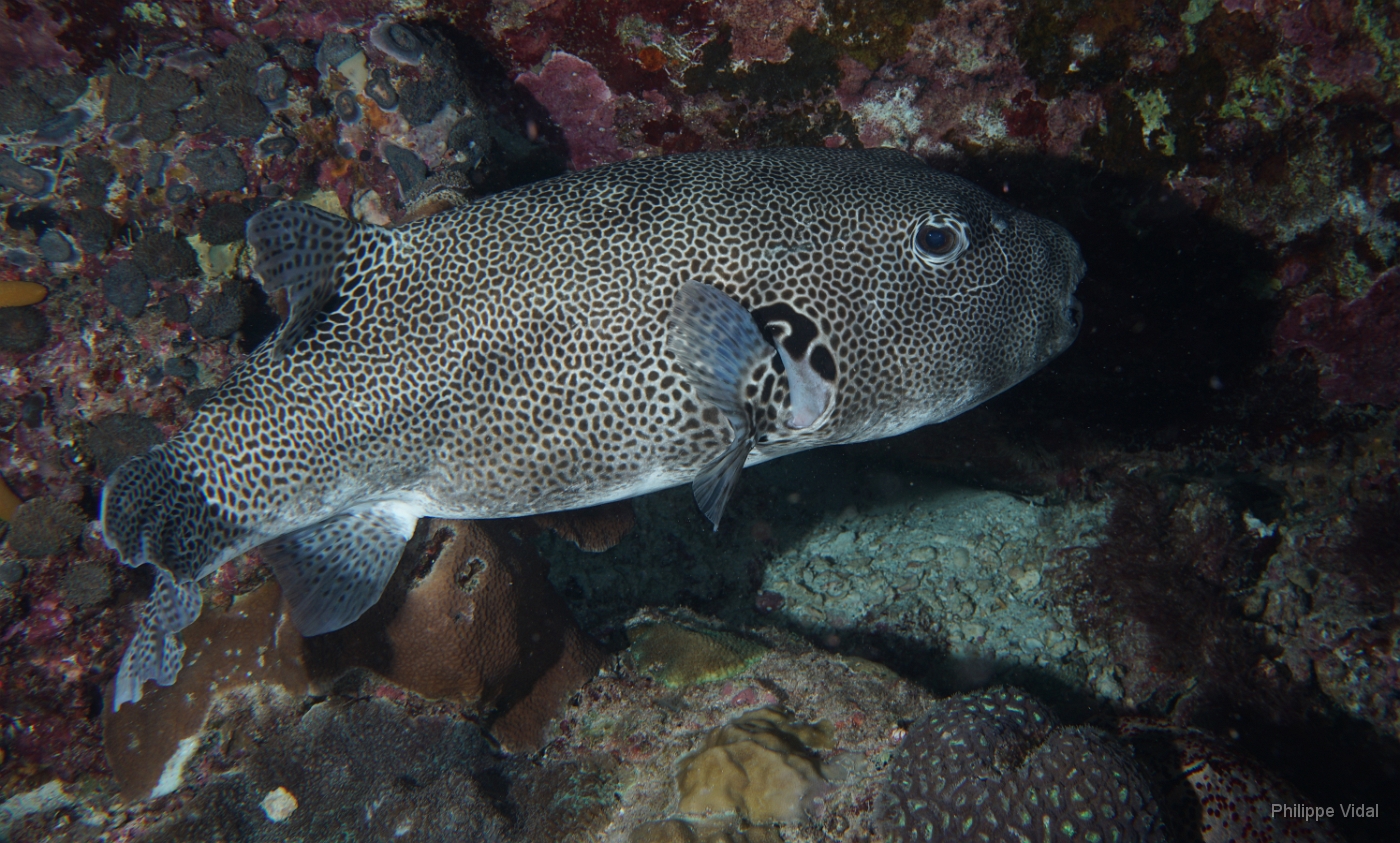 Birmanie - Mergui - 2018 - DSC02779 - Star puffer - poisson-ballon etoile - Arothron stellatus.jpg